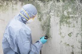 Best Industrial Mold Remediation in Mountain Lodge Park, NY